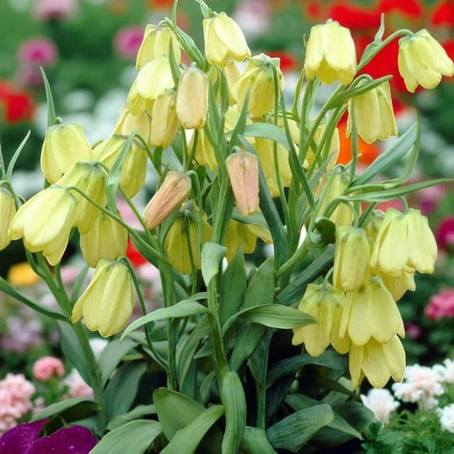 Fritilārijas bālziedu 8/10 50gab