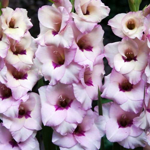 Gladiolas lielziedu BAMBINO VENEZIA 12/14  80gab
