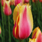 Tulpes triumfa BLUSHING LADY 11/12 80gab