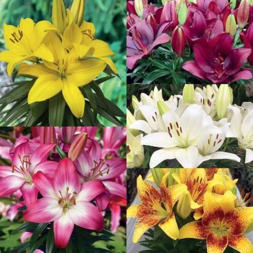 Lilijas Āzijas (podu) Izlase 100gab