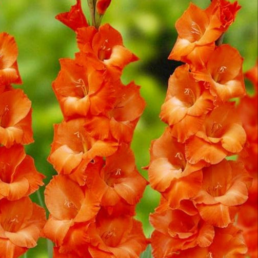 Gladiolas lielziedu XXL ORANŽAS  16/+  50gab