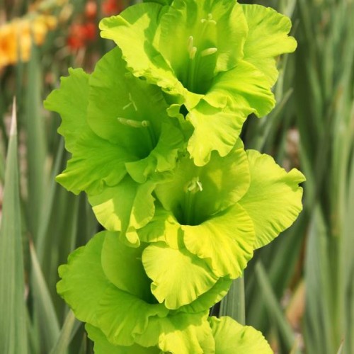 Gladiolas lielziedu GREEN STAR  14/+  60gab