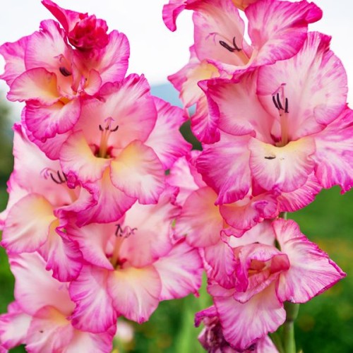 Gladiolas lielziedu PRISCILLA  12/14  80gab