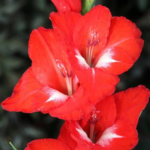 Gladiolas lielziedu TRADERHORN  12/14  80gab