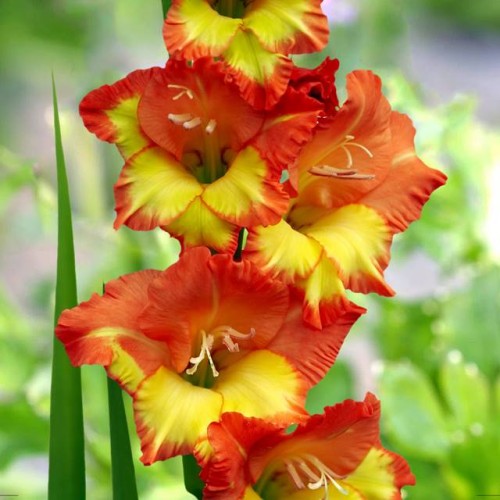 Gladiolas lielziedu PRINCESS MARGARET ROSE  12/14  80gab