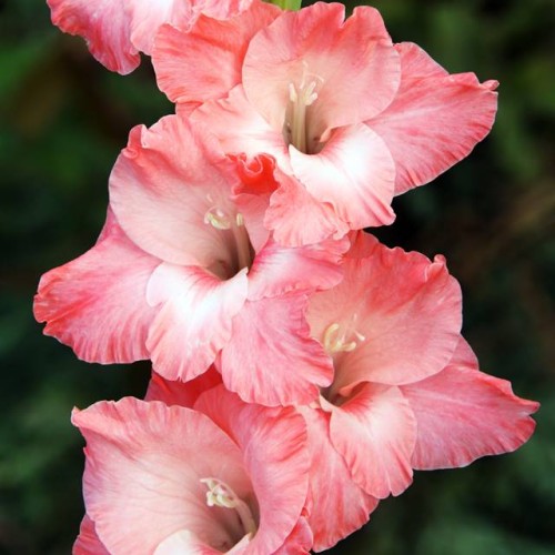 Gladiolas lielziedu SPIC AND SPAN 12/14  80gab