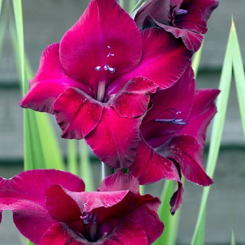 Gladiolas lielziedu PLUM TART  12/14  80gab