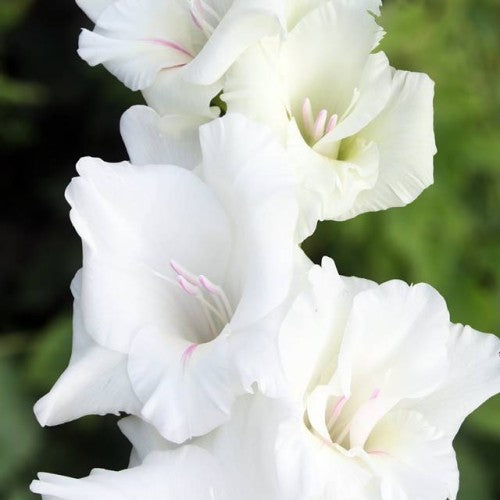 Gladiolas lielziedu WHITE PROSPERITY  12/14  80gab