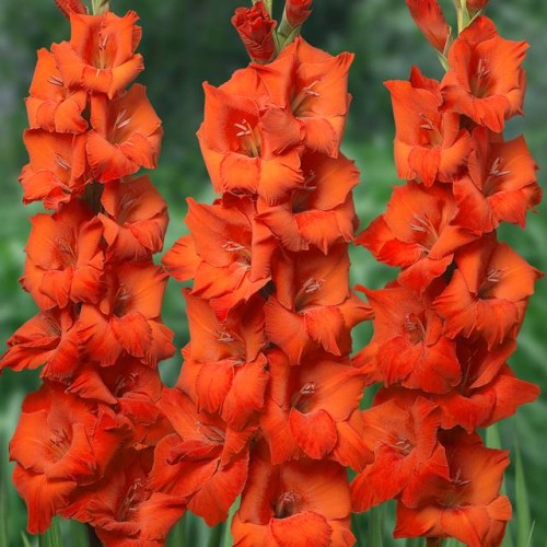 Gladiolas lielziedu HUNTING SONG  12/14  80gab