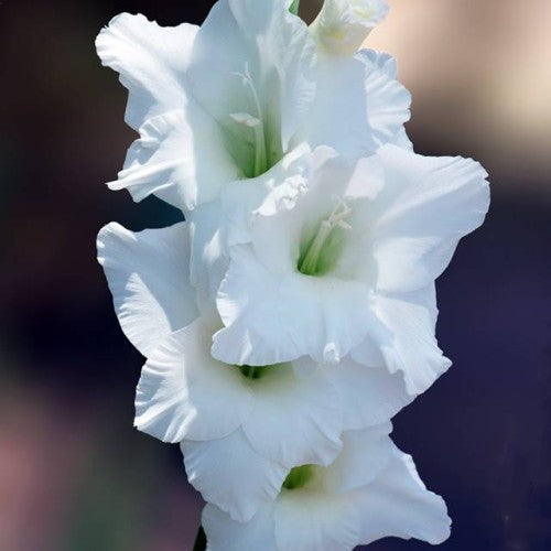 Gladiolas lielziedu WHITE FRIENDSHIP 14/+  60gab
