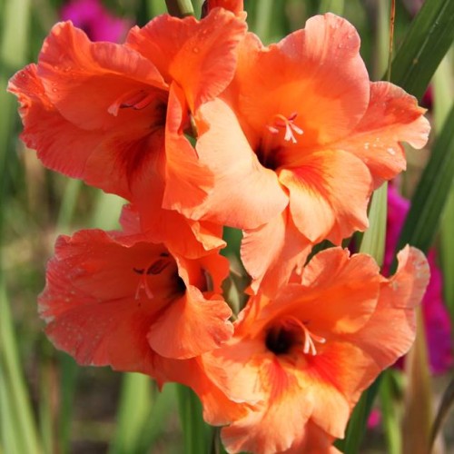 Gladiolas lielziedu PETER PEARS 12/14  80gab
