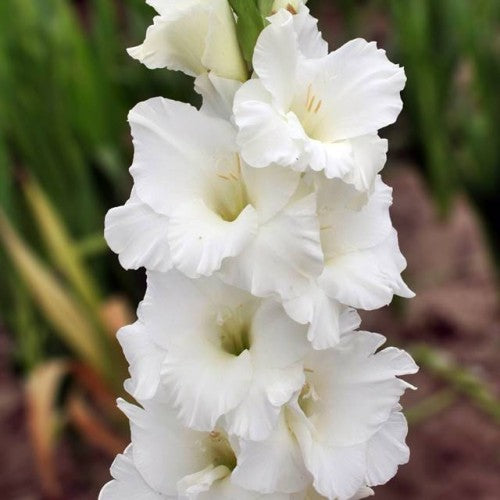 Gladiolas lielziedu BANGLADESH 12/14  80gab