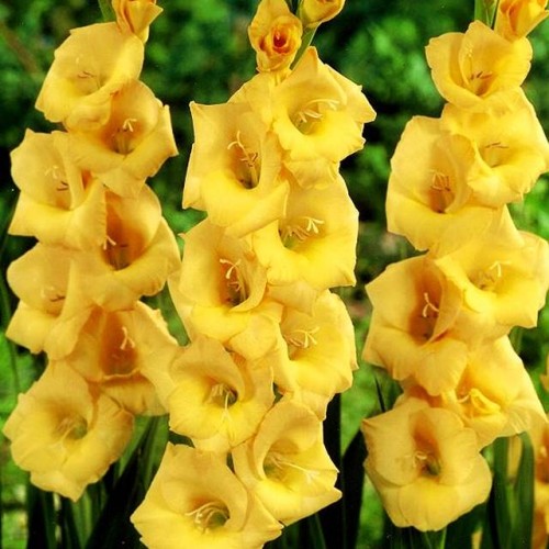 Gladiolas lielziedu VADETTA 12/14  80gab