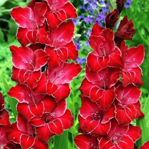Gladiolas lielziedu BACCARA 12/14  80gab