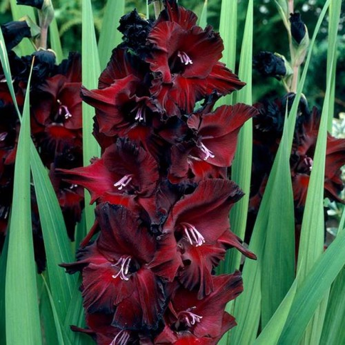 Gladiolas lielziedu BLACK SURPRISE 12/14  80gab