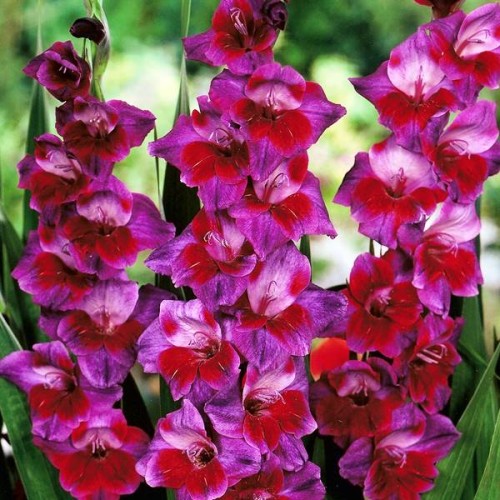 Gladiolas lielziedu VELVET EYES 12/14  80gab