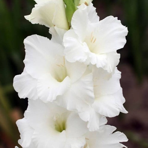Gladiolas lielziedu PALOMA BLANCA 12/14  80gab