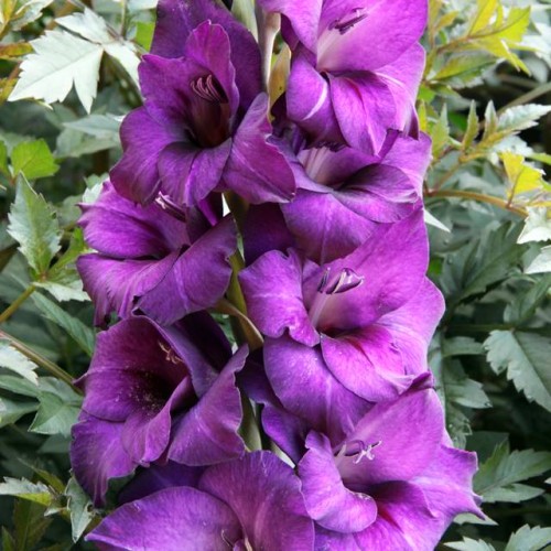 Gladiolas lielziedu PURPLE FLORA 12/14  80gab