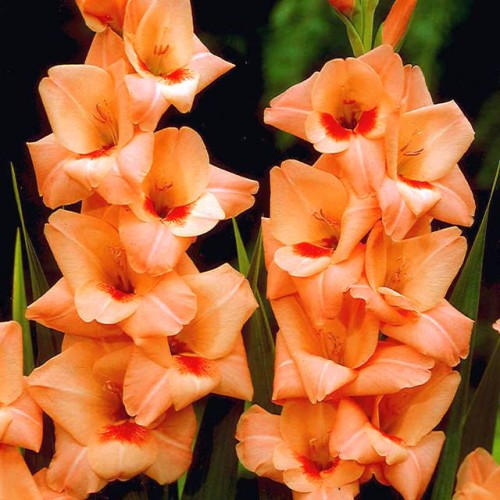 Gladiolas lielziedu ORANGE KING 12/14  80gab