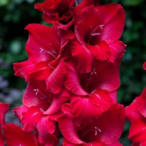 Gladiolas lielziedu FIRST BLOOD 12/14  80gab