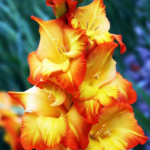 Gladiolas lielziedu SUNSHINE 12/14  80gab