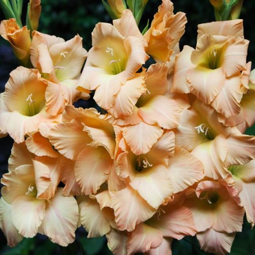 Gladiolas lielziedu KANE 12/14  80gab