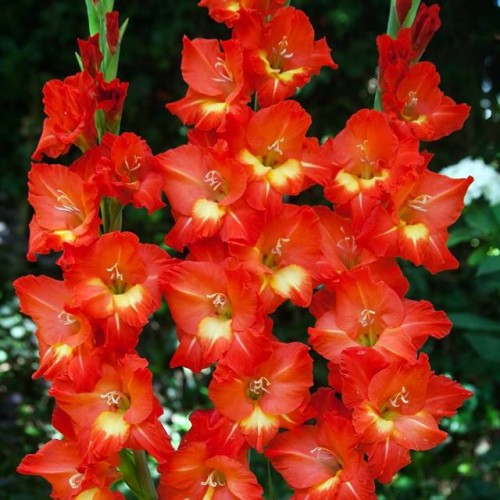 Gladiolas lielziedu NIKITA 12/14  80gab