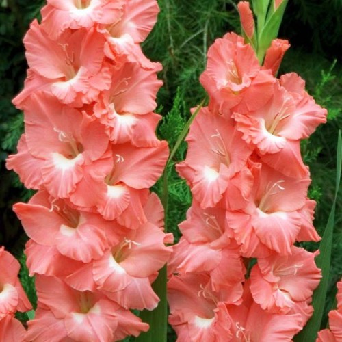 Gladiolas lielziedu LOLITA 12/14  80gab