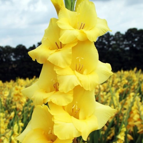 Gladiolas lielziedu LIMONCELLO 12/14  80gab