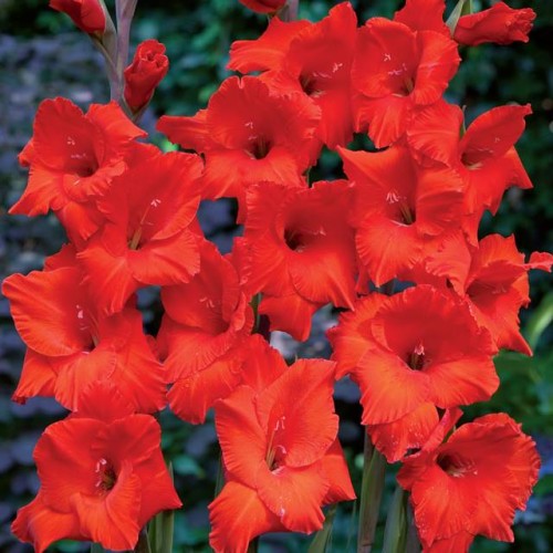 Gladiolas lielziedu RED MATADOR 12/14  80gab