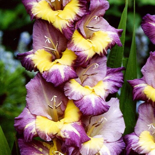 Gladiolas lielziedu DYNAMITE 12/14  80gab