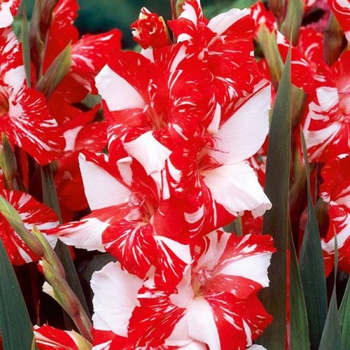 Gladiolas lielziedu ZIZANE 12/14  80gab