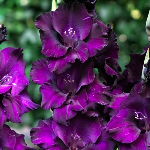 Gladiolas lielziedu BLACK VELVET 12/14  80gab
