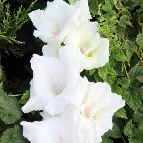 Gladiolas lielziedu WHITE HEAVEN 12/14  80gab