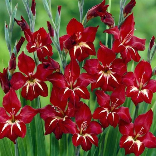 Gladiolas divkrāsu BOTĀNISKĀS CLAUDIA 8/+  80gab