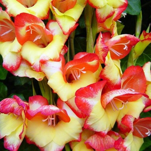 Gladiolas divkrāsu BOTĀNISKĀS LAS VEGAS 8/+  80gab