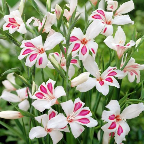 Gladiolas divkrāsu BOTĀNISKĀS PRINS CLAUS  8/+  80gab