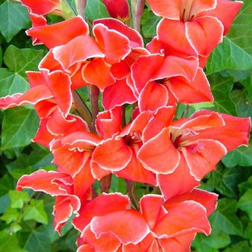 Gladiolas divkrāsu BOTĀNISKĀS ATOM  8/+  80gab