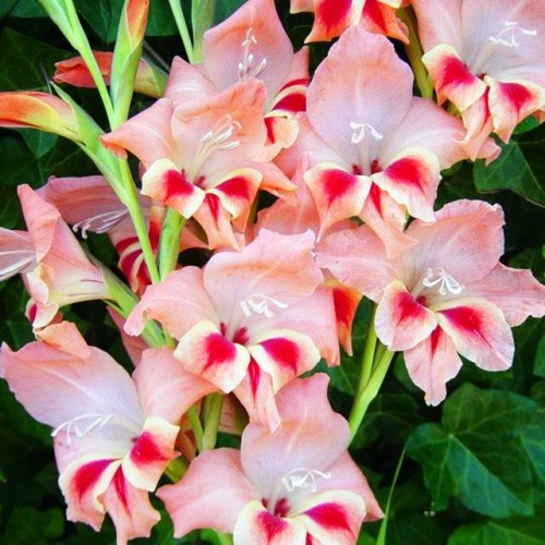 Gladiolas divkrāsu BOTĀNISKĀS NATHALIE  8/+  80gab