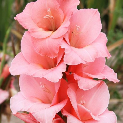 Gladiolas lielziedu FORTAROSA 12/14  80gab