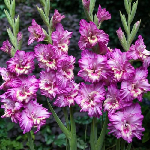 Gladiolas lielziedu EKSOTISKAS TANGO 12/14  80gab