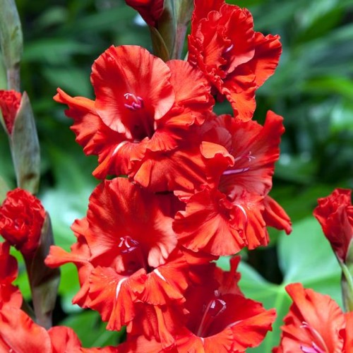 Gladiolas lielziedu EKSOTISKAS FIRE RUFFLE 12/14  80gab