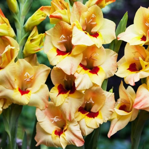 Gladiolas lielziedu BAMBINO BOCELLI 12/14  80gab