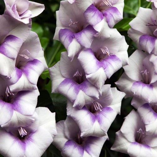 Gladiolas lielziedu BAMBINO CONDOR PASA 12/14  80gab