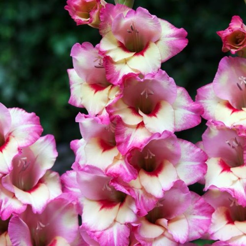 Gladiolas lielziedu BAMBINO NOVARA 12/14  80gab