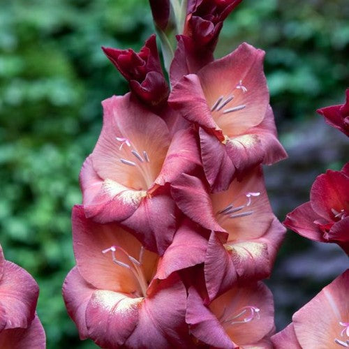 Gladiolas lielziedu BAMBINO PENNY LANE 12/14  80gab