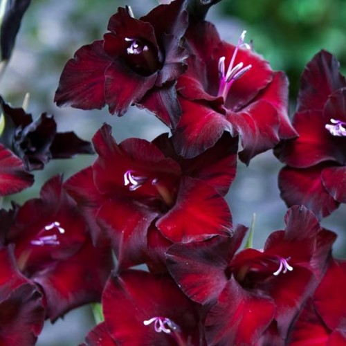 Gladiolas lielziedu BAMBINO PESCARA 12/14  80gab