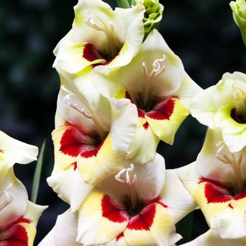 Gladiolas lielziedu BAMBINO MESSINA 12/14  80gab