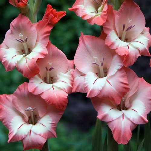 Gladiolas lielziedu BAMBINO MODENA 12/14  80gab