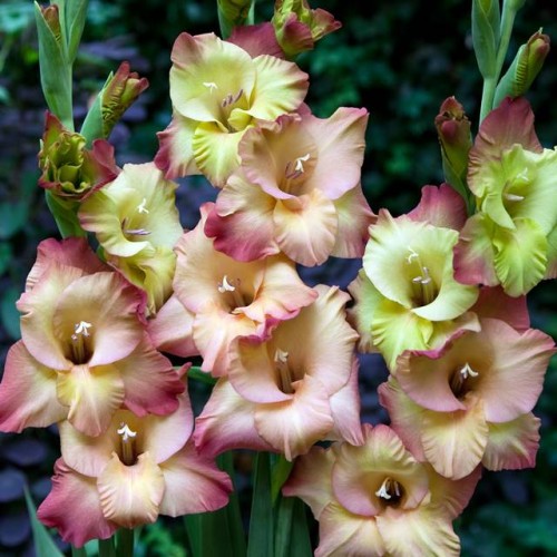 Gladiolas lielziedu SHOOTER 12/14  80gab